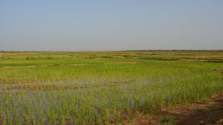 agriculture irriguée, champ, riz, Sénégal