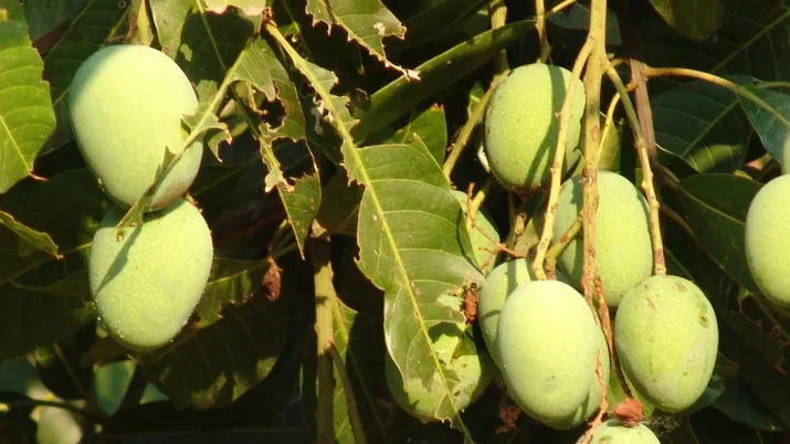 Nigéria, horticulture, ravageurs, agriculture