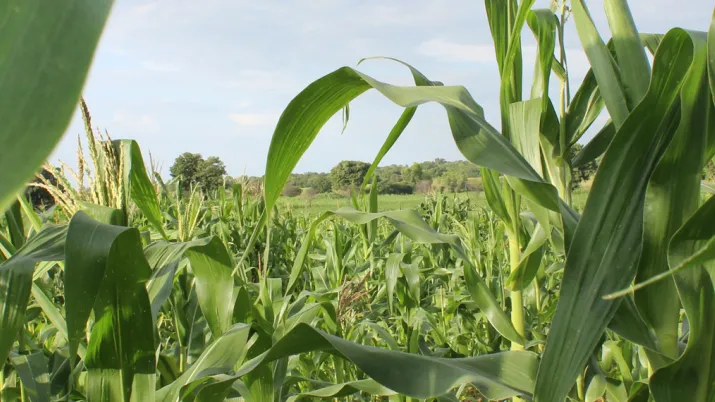 récolte, champ, agriculture