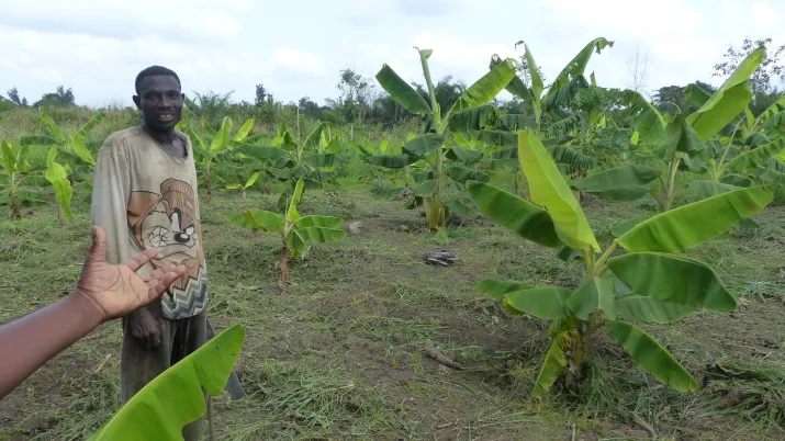 man, field, crops, food security