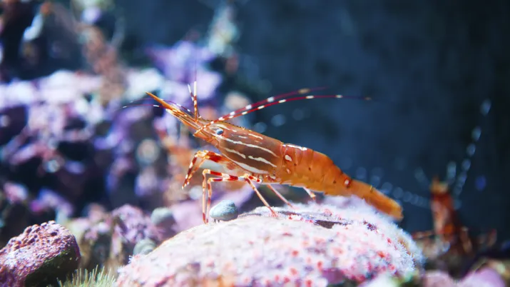 Protéger la biodiversité marine grâce à la surveillance satellite