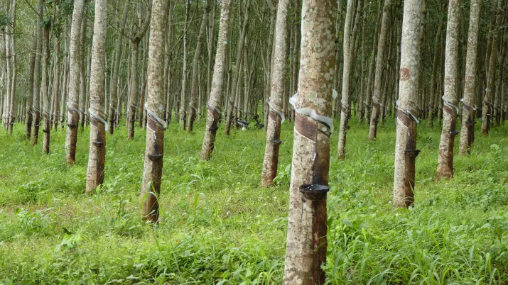 Soutenir la filière du bois d’hévéa au Cambodge - Image -
