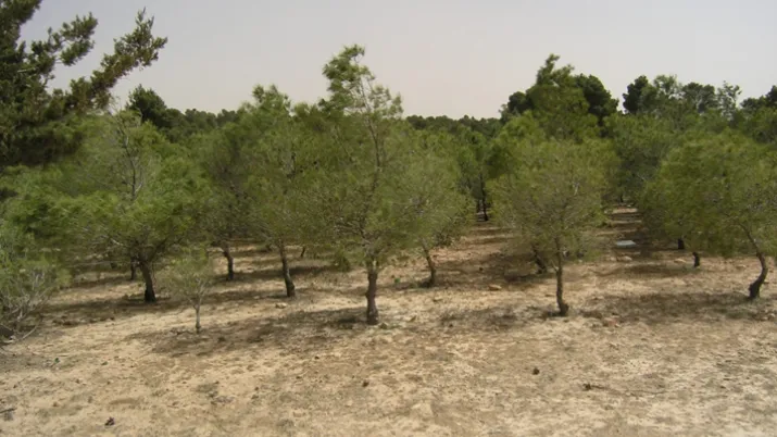 Appui à la réserve forestière de Djelfa - Image -