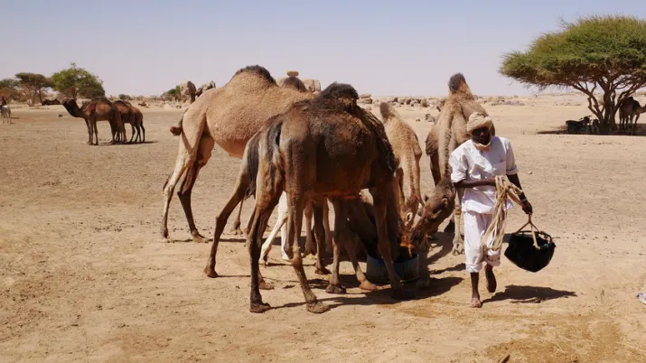Tchad, projet transhumance, irrigation