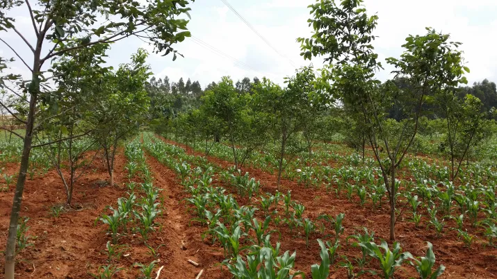 Reboiser pour lutter contre le changement climatique dans le Yunnan