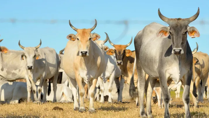élevage bovin, vaches, Guyane