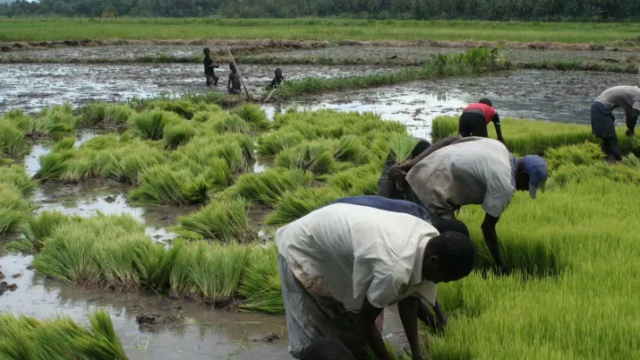 Résilience Post Cyclone Matthew