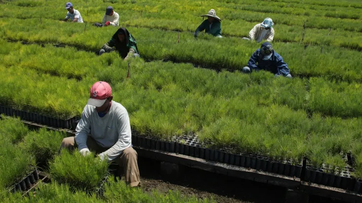 plan sierra afd déforestation