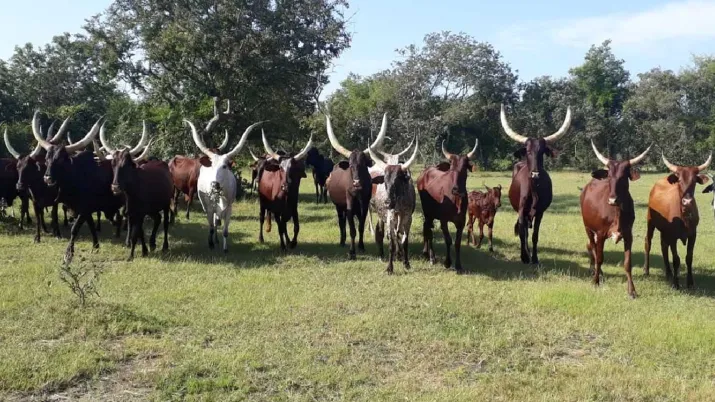 Projet PASTOR : structurer le développement pastoral