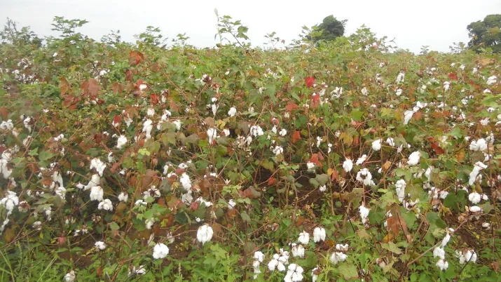 culture coton bénin afd