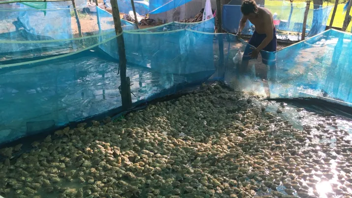 cambodge aquaculture sécurité alimentaire afd