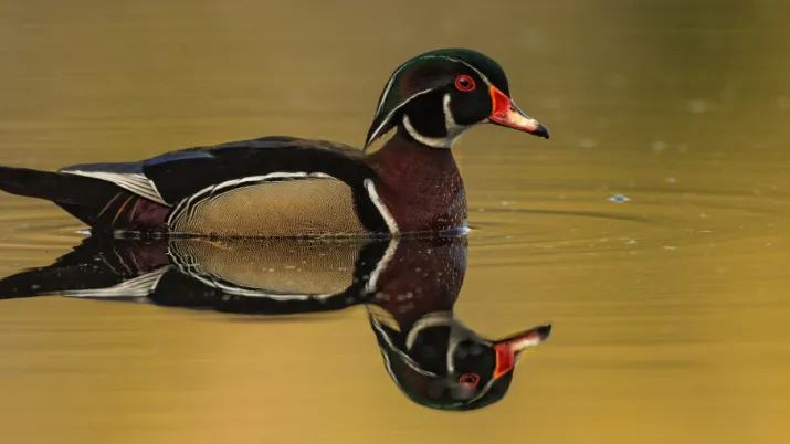 Water fowl biodiversity