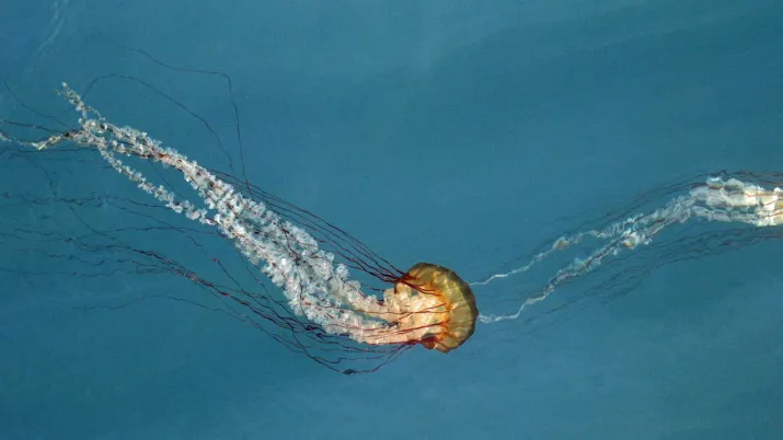 FiCS Side Event – The Data4Nature initiative