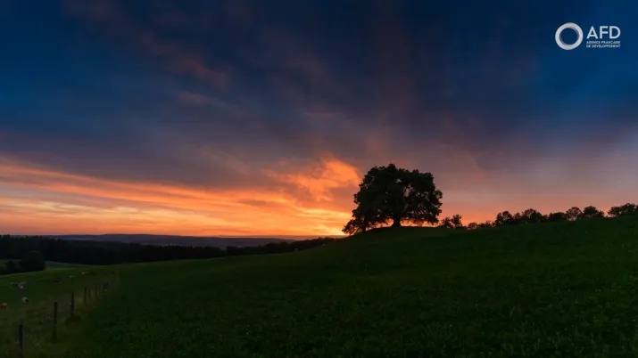 Turquie : des forêts adaptées au changement climatique actuel et à venir