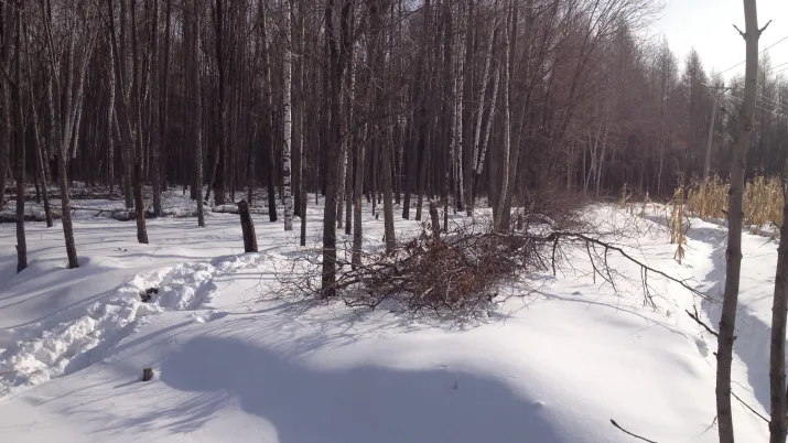 Recovering forest residue to heat a district of Yichun