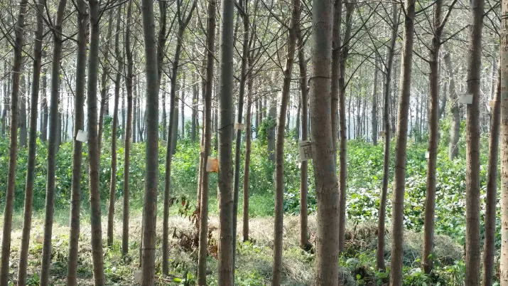 Vers une gestion durable de la forêt dans la province de Hunan