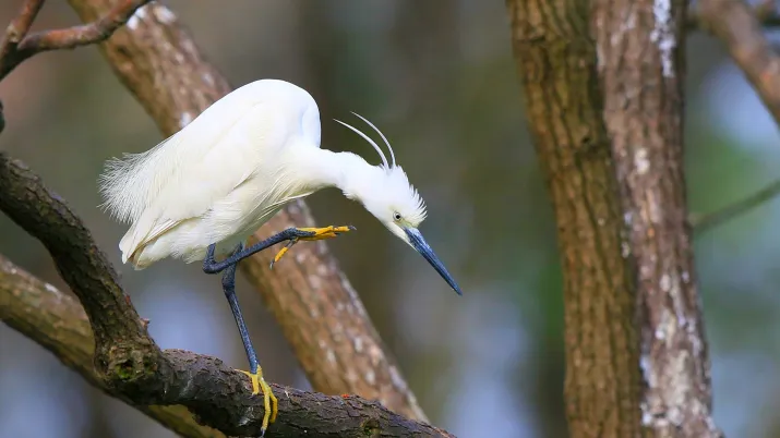 Restaurer la zone humide du lac Maoli