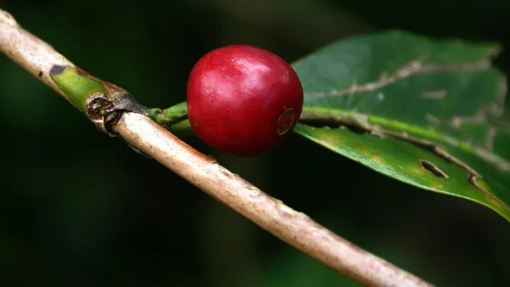 Le projet LEVEKAFE relance la filière au bénéfice des paysans par l’adaptation des pratiques au changement climatique 