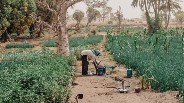 pasam grande muraille verte Niger agriculture
