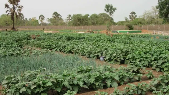 Le projet ROOTS appuie les filières rizicoles et maraîchères tout en garantissant une gestion durable des ressources naturelles 