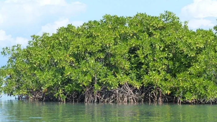 Créé en 2012, le CBF est un fonds fiduciaire régional dédié au financement durable de la conservation de la biodiversité marine et terrestre