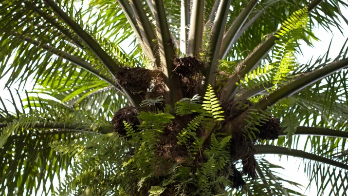 palmier à huile Afrique arbre culture