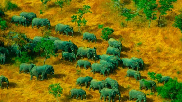 Troupeau d'éléphants dans le sud-ouest du Tchad