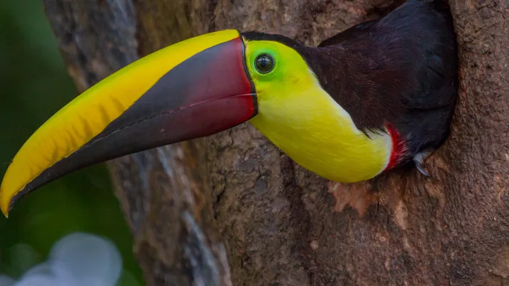 Toucan