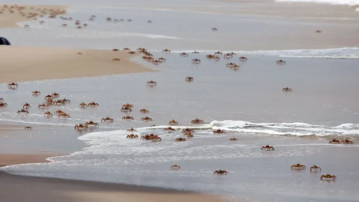 Présentée au Congrès mondial de la nature de l’UICN, une évaluation des Fonds fiducières de conservation de la biodiversité a permis de tirer des enseignements sur la mise en œuvre des instruments de financement au service de la préservation du vivant