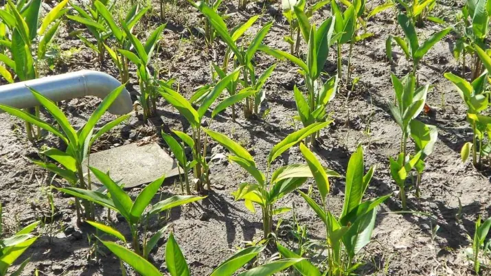 Taupinière et héliconias - Projet Caribsan