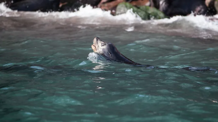 Bahia de Kino, Mexique 