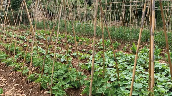 Soutien au secteur agricole, à la sécurité alimentaire et à l’emploi au Liban (BASATINE)