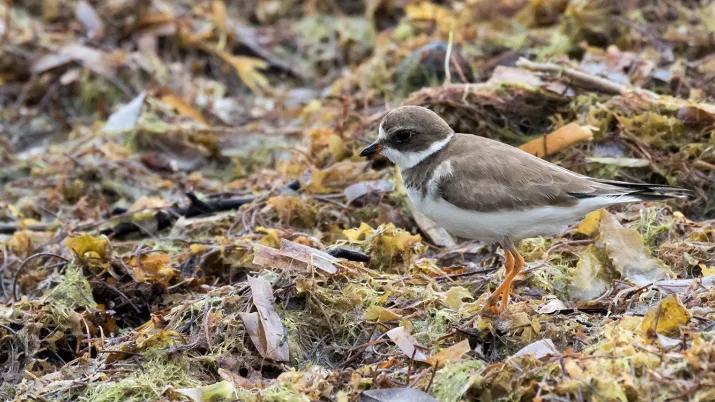 un oiseau dans les sargasses