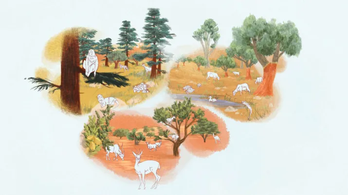 Atelier en ligne : activités de pleine nature au service de la biodiversité du parc national d’Ifrane, Maroc