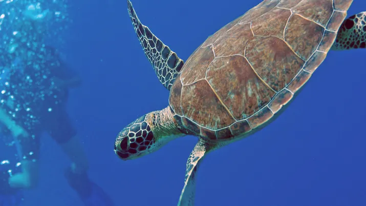 Tortue marine