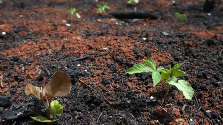 Finance durable Mexique