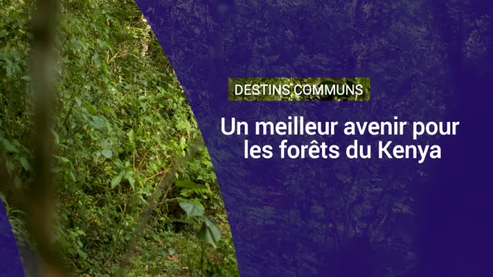 Un meilleur avenir pour les forêts du Kenya