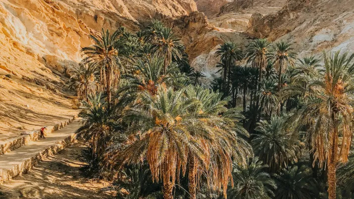 Visuel GEMMES Tunisie