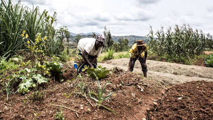L'AFD accompagne l'ONG Frêres des hommes dans le renforcement Renforcer des capacités socio-économiques des paysans au Rwanda