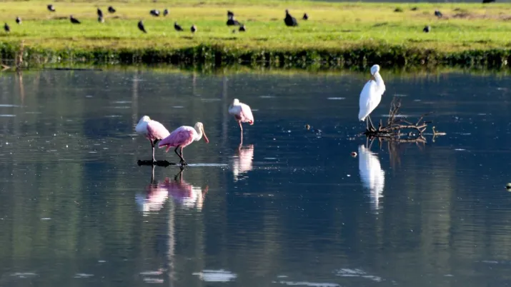 Le paysage d'une île en Amérique latine