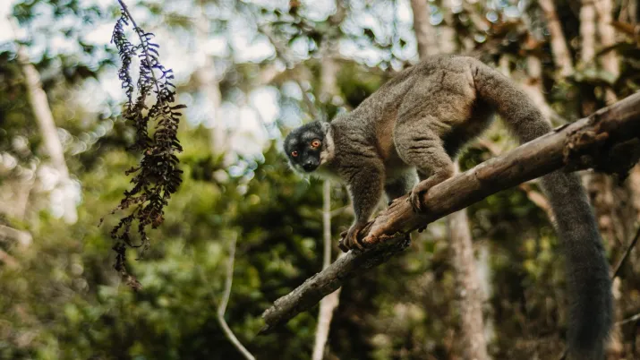 Lémurien Madagascar