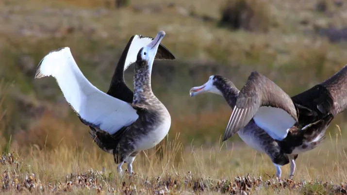 L’AFD est aux côtés des Terres Australes et Antarctiques Françaises (TAAF) pour préserver ses écosystèmes insulaires.