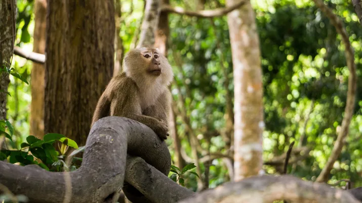 Singe dans la forêt en Thaïlande