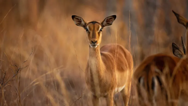 Antilope en Afrique du Sud.