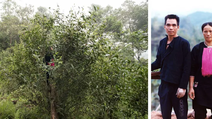 Laos gestion durable Nyot Ou producteurs de thé