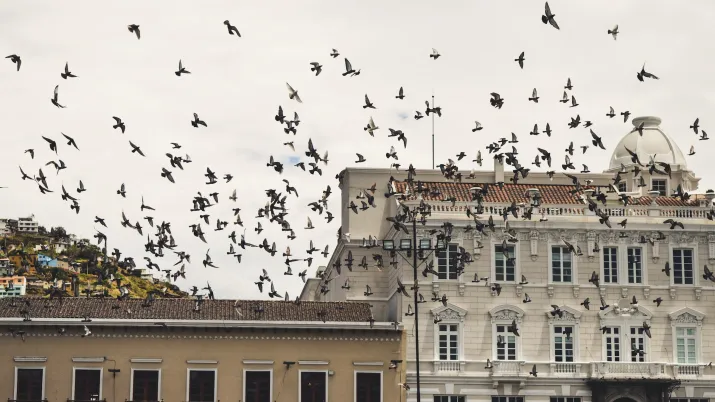 Oiseaux à Quito, Equateur