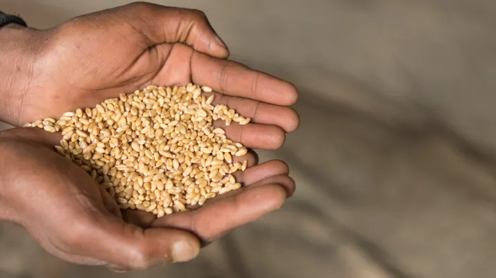 Ce projet contribuera à la sécurité alimentaire en renforçant les chaînes de valeur agricoles dans les régions d'Éthiopie touchées par des conflits.