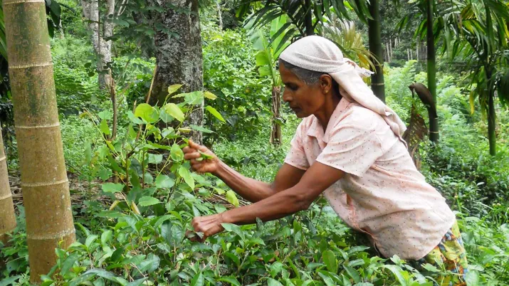 Ce projet entend coordonner et renforcer la contribution du secteur du commerce équitable, et de ses alliés de la société civile, au Nord et au Sud.