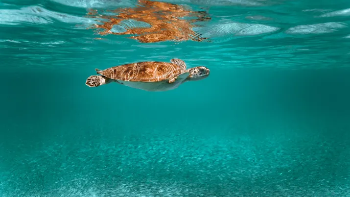 Tortue nageant dans la mer.