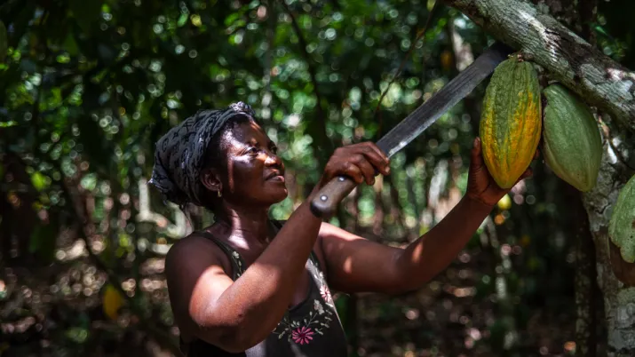 Une femme coupe une cabosse de cacao.